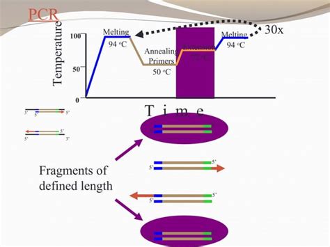 Polymerase Chain Reaction Principles And Practice Ppt