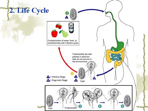 Giardia Lamblia Intestinal Flagellate Giardia Lambilia Lives In