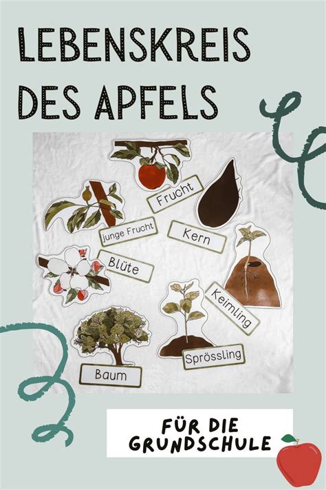 Lebenskreis Des Apfels Tafelmaterial Lebenszyklus Apfel Apfel