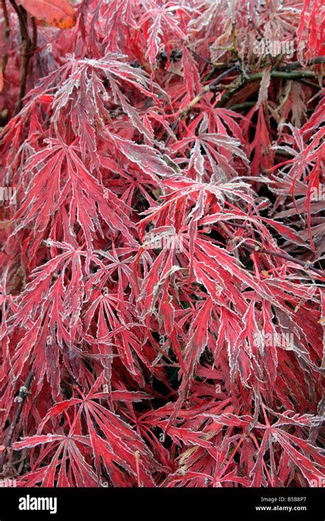 Acer Palmatum Inaba Shidare Banque De Photographies Et Dimages à Haute Résolution Alamy