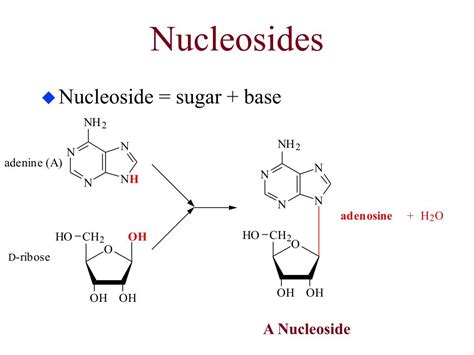 Ppt Nucleotides Nucleic Acids And Heredity Powerpoint Presentation