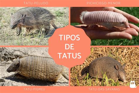 Tipos de TATUS Todas as espécies que existem FOTOS