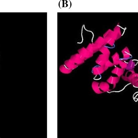 In Silico Predicted D Models For C A And A Subunits B Of