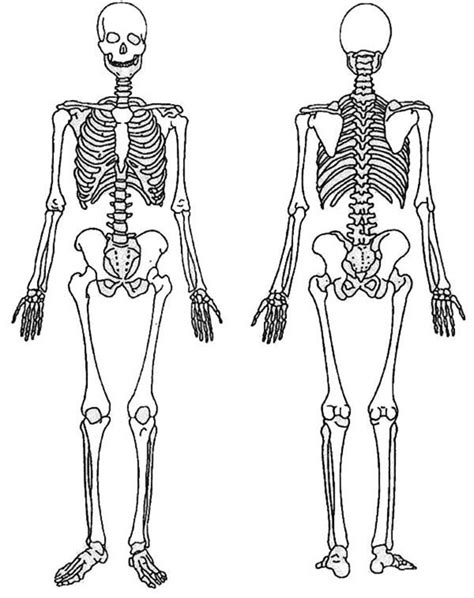 Desenhos De Esqueleto Para Imprimir E Colorir Pintar