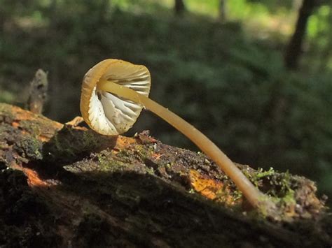 Olive Edge Bonnet Mycena Viridimarginata Inaturalist Canada