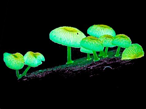 Foxfire Luminous Glow In The Dark Mushrooms