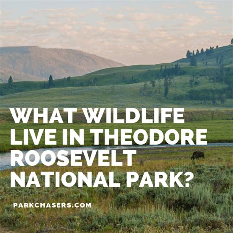 Best Places to See Wildlife in Theodore Roosevelt National Park - Park Chasers