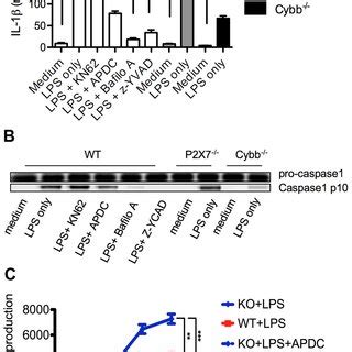 LPS Induced Neutrophil Inflammasome Activation Depends On ROS