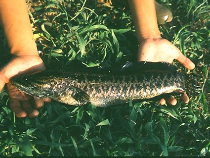 Snakehead identification | MonsterFishKeepers.com