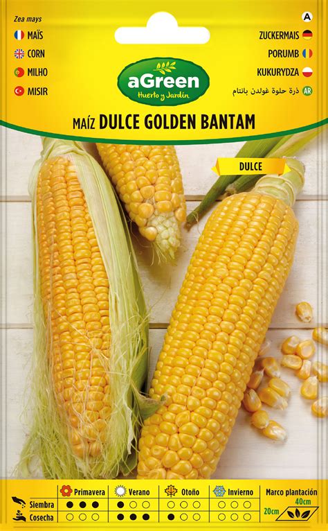 Maíz Dulce Golden Bantam Agreen Huerto Y Jardín