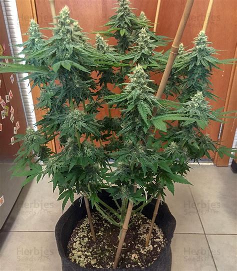 Bruce Banner Feminized Seeds For Sale By Blimburn Seeds Herbies Seeds