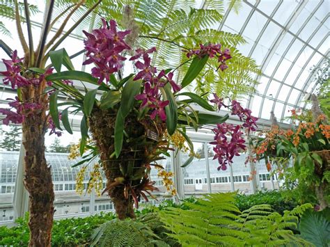 The Orchid Show At The New York Botanical Garden Finegardening