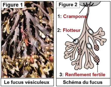 Cours La Reproduction Sexu E Des Algues Alloschool