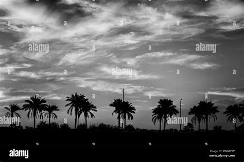 Landscape With Palm Trees Sunset Silhouette Egyptsharm El Sheikh