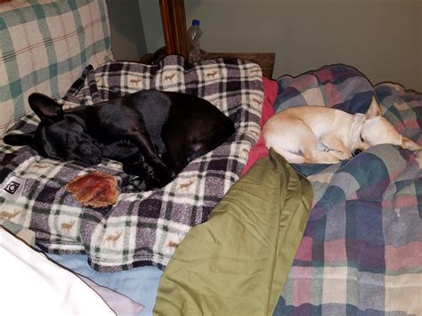 Hello Chihuahua fans! This is my first post, meet Pebbles and Bam Bam