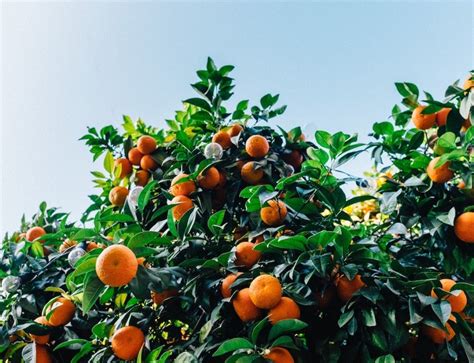 Citrus Growing In The Riverland With Kemgro Crop Solutions