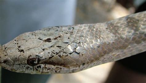 Cobra mais rara do mundo já foi até considerada extinta veja qual é