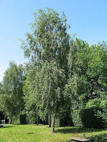 Betula Pendula Ver Arbol Su Hoja Y Fruto