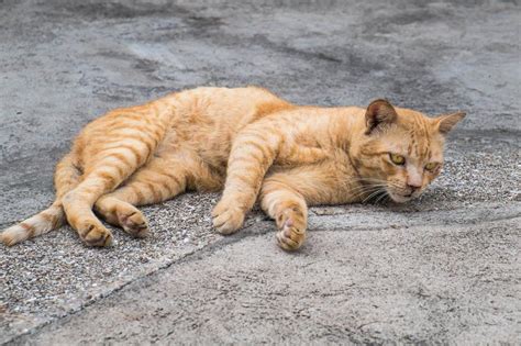 Diabetes em gatos Sintomas diagnóstico e tratamento