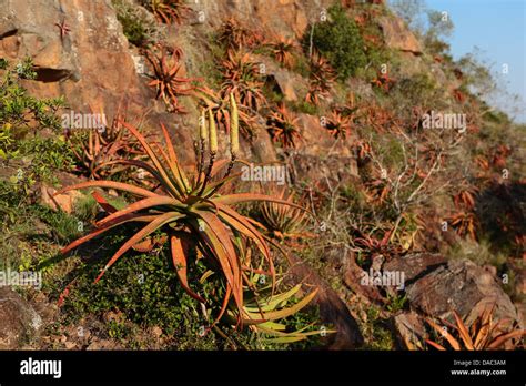 Aloe Species In Flower Growing On Cliffs In The Pongola Area Kwazulu