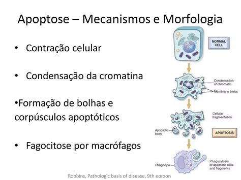 Aula Tipos De Morte Celular Ppt