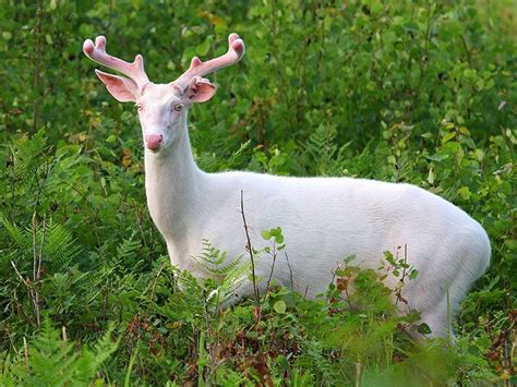 Albino Deer Boulder Junction Wi Boulder Junction Albino Deer Deer