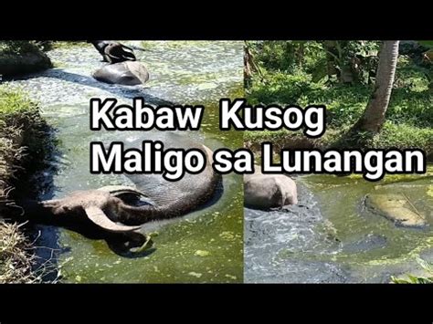 Mag Iikot Tayo Sa Aming Lupain Sa Probensya Simple Lang Tahimik At