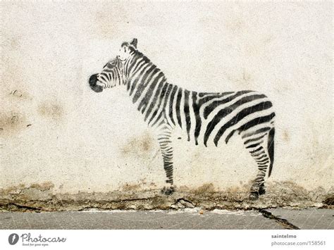 Street Graffiti Zebra Ein Lizenzfreies Stock Foto Von Photocase