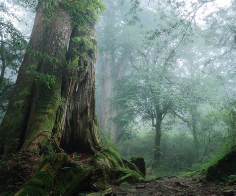 阿里山國家森林遊樂區 觀光景點 交通部觀光署