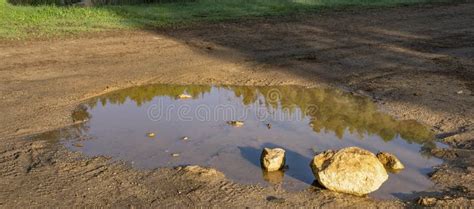 A Rainwater Puddle In A Forest Stock Photo Image Of Sunny Outdoors