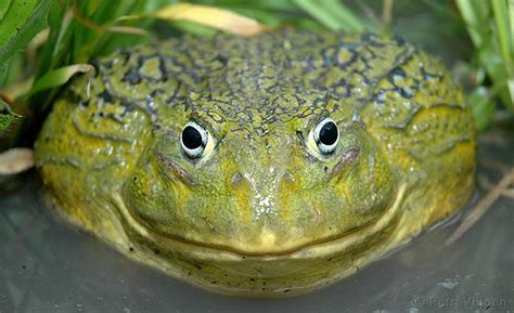 Африканская лягушка-бык (Pyxicephalus adspersus). Энциклопедия ...