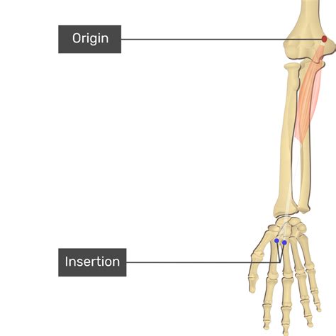 Flexor Carpi Radialis Origin Insertion And Action GetBodySmart