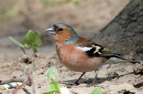 Common Chaffinch | BirdForum