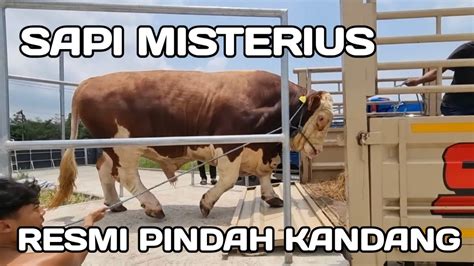 Resmi Sapi Misterius Janoko Kapten Dan Bintang Pindah Kandang