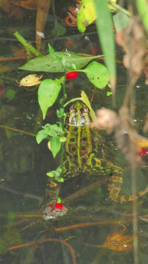 Conf Rence Dispositifs De Sauvetage Des Amphibiens L Actu De L