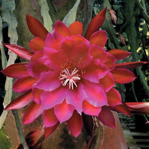 Orchid Cactus ‘Unforgettable’ (Epiphyllum hybrid)