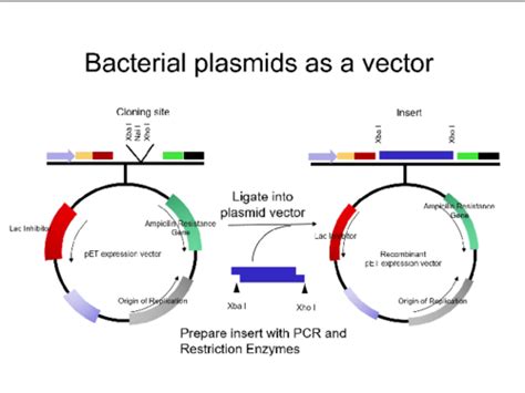 9 Recombinant DNA And Cloning Vectors Flashcards Quizlet