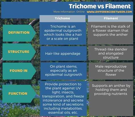 Diferencia Entre Tricomo Y Filamento Prodiffs