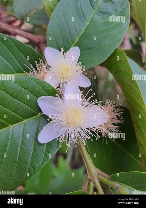 Flor De Eugenia Uniflora Fotograf As E Im Genes De Alta Resoluci N Alamy