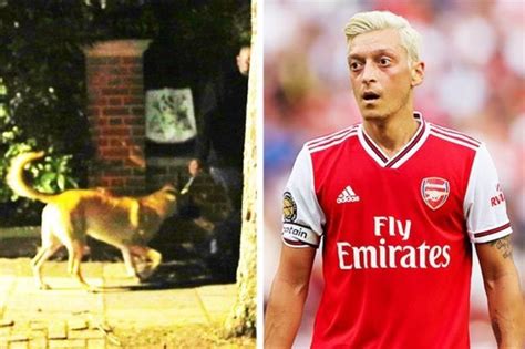 Arsenal Ace Mesut Ozil Gets Guard Dogs As Hes In Hiding ‘in Middle Of