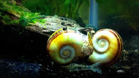 Giant Ramshorn Snails Mating Youtube