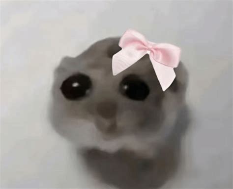 Hamster Meme-GIFs | Tenor