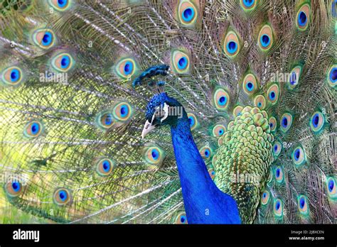 Elegant Colourful Peacock Tail Portrait Stock Photo Alamy