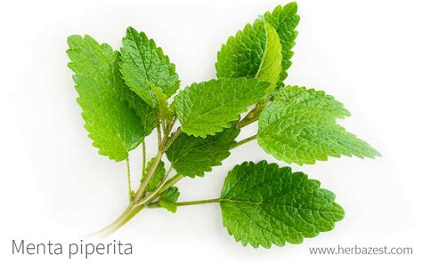 Menta Piperita HerbaZest