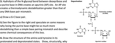 Solved Depurination Hn Hydrolysis Of The N Glycosyl Bond Chegg