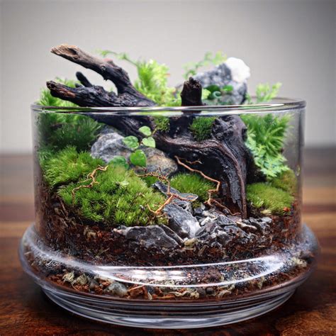 Moss terrarium in a cloche : r/Miniworlds