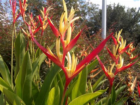 Heliconia Psittacorum Lady Di Aka Lobster Claw Bird Of Paradise