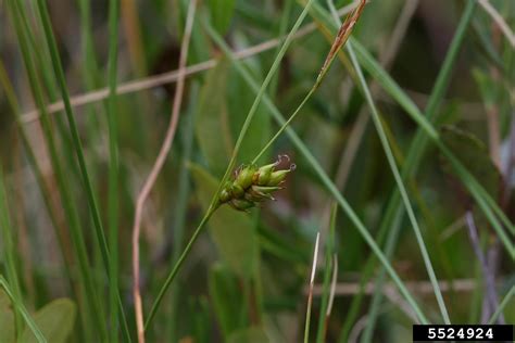 Fewseed Sedge Carex Oligosperma