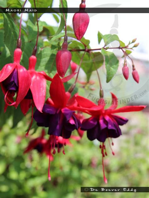 Maori Maid - FuchsiaFinder
