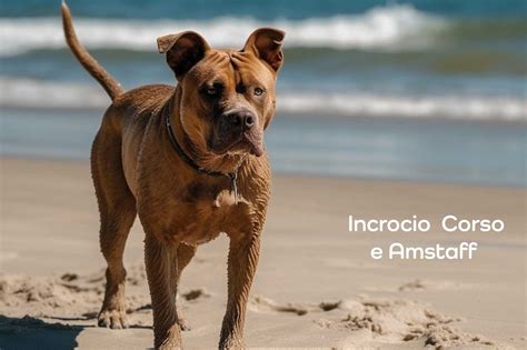 Lincrocio Di Cane Corso Perfetto Eccone 13 Con Immagini Khani It